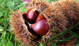banner castagna festa corniglio
