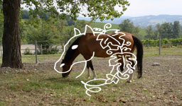 Horses and Vineyards Riding