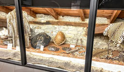 Museo della Fauna e del Bracconaggio-Museo della Civiltà Valligiana